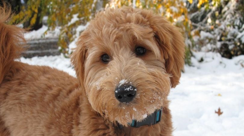  Mini Goldendoodle vs Mini Schnauzer