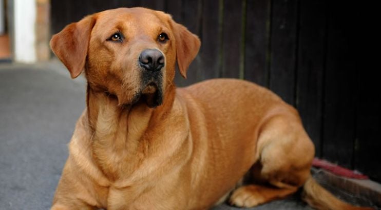 Red Labrador: Five Things You Didn’t Know