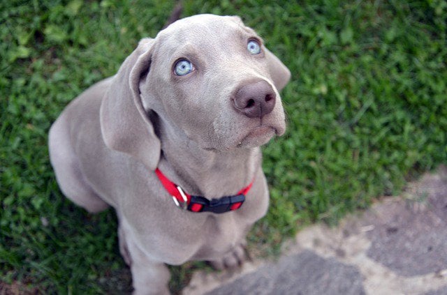 owning a weimaraner