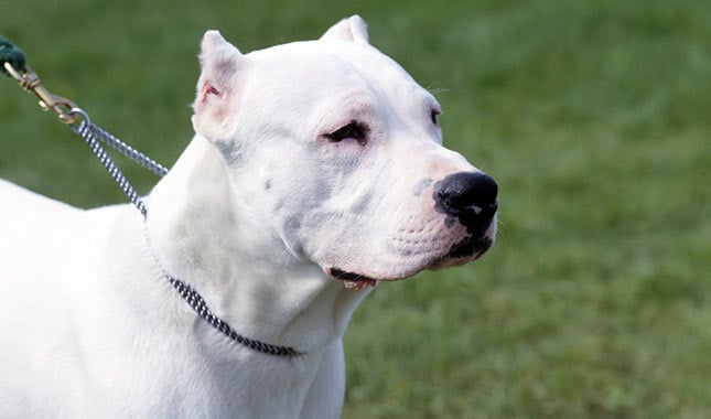 Dogo Argentino Dog Breed: 10 Things You Didn’t Know