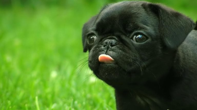 The Black Pug: Five Things You Didn’t Know