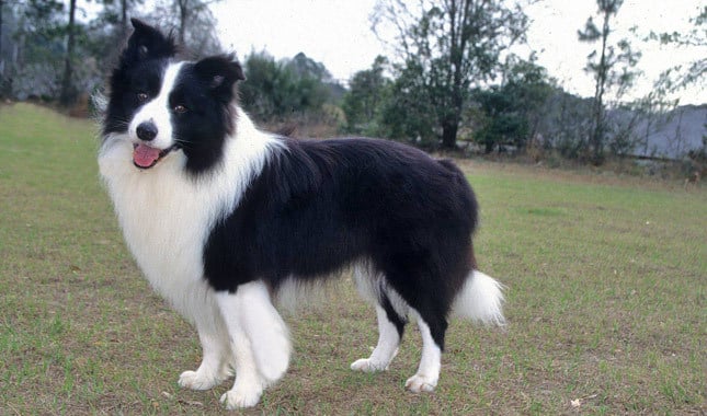 Five Border Collie Myths You Should Not Believe