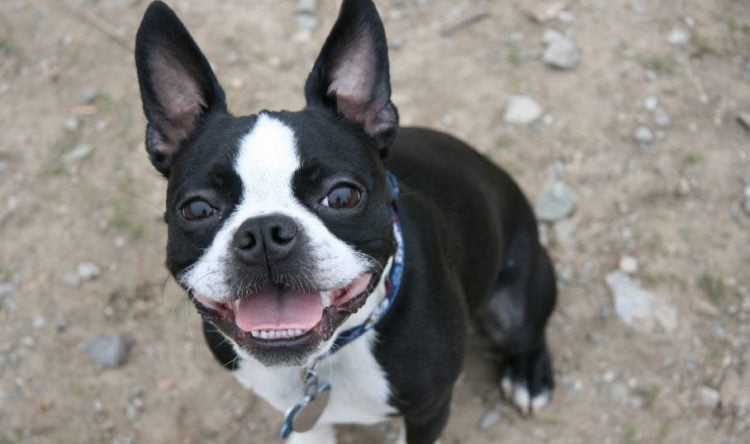 20 Things Only Boston Terrier Owners Would Understand