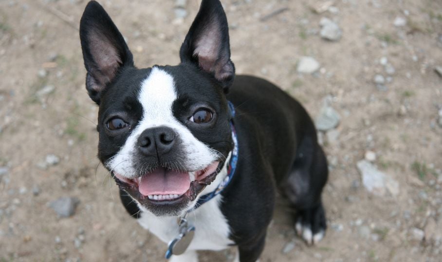 Boston Terrier Temperament: Everything You Need to Know