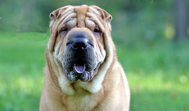 Chinese Shar Pei: Special Tips for Taking Care of Them