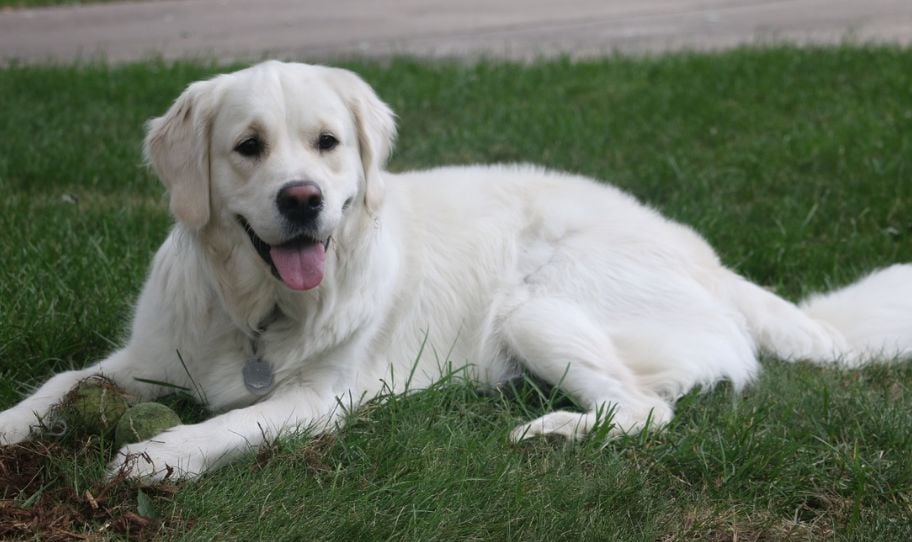 English Cream Golden Retriever: 5 Things You Didn't Know