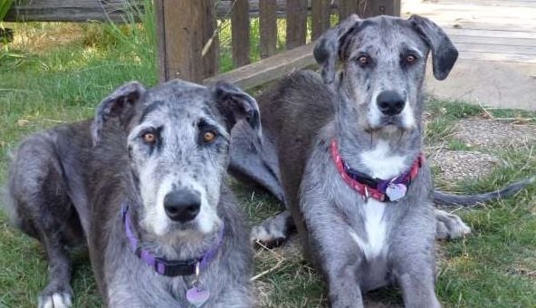 irish wolfhound and cats