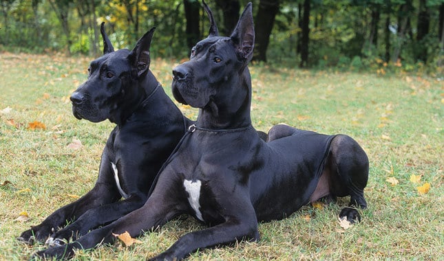 Jet black deals great dane