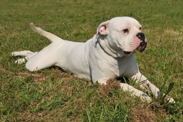 does the american bulldog love children