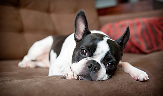 Seven of the Biggest Boston Terrier Myths to Avoid Believing