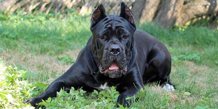 is it safe to do natural breeding of cane corso