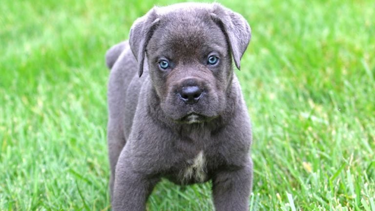 7 Special Tips for Taking Care of Cane Corso Puppies