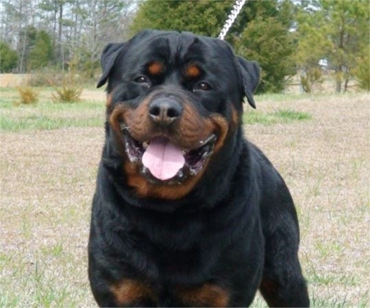 best rottweiler mixes