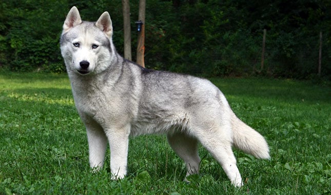 7 Special Tips For Taking Care of a Siberian Husky