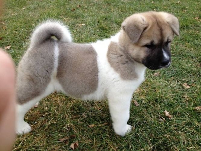 7 Special Tips for Taking Care of Akita Puppies