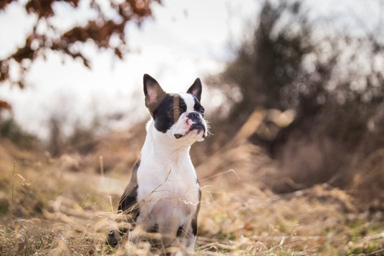 20 Things Only Boston Terrier Owners Would Understand