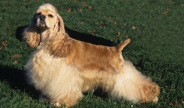 20 Things Only Cocker Spaniel Owners Understand