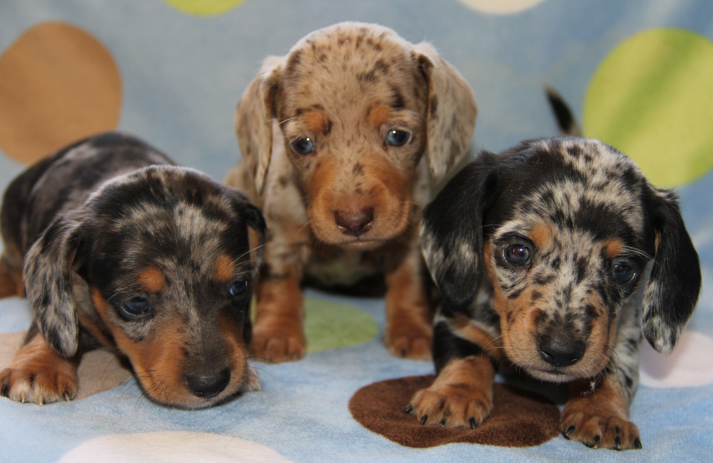 red-merle-dachshund