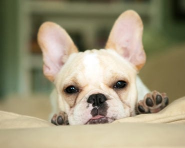 The Cutest French Bulldog Videos of 2017 The Cutest French Bulldog Videos of 2017