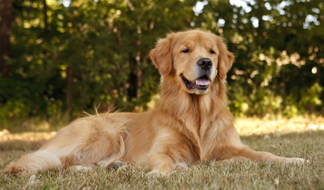 Five of the Safest and Most Solid Dog Toys for Your Golden Retriever