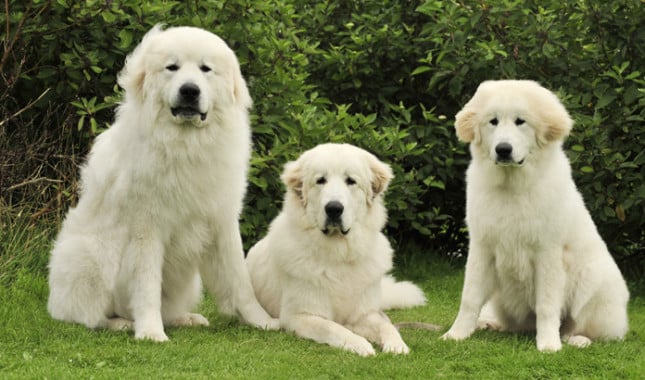 friendly dog breeds large