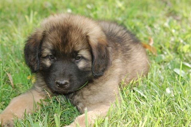 at what age is a leonberger full grown