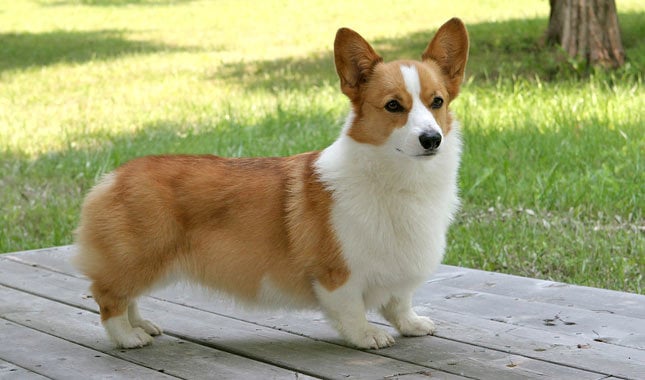 are corgis popular