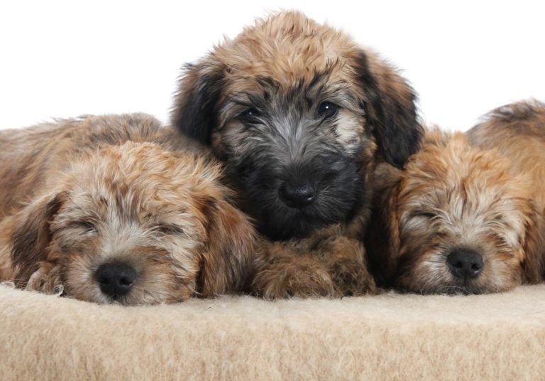 7 Tips For Taking Care of Your Wheaten Terrier Puppies