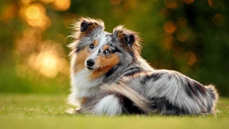 7 Things You Didn’t Know about the Miniature Collie