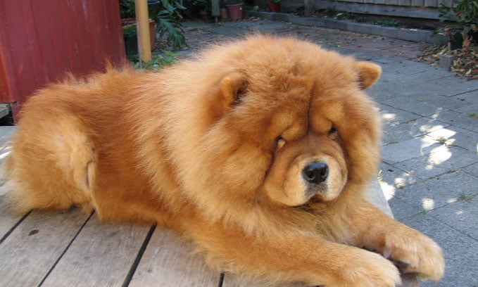 fluffiest dog in the world