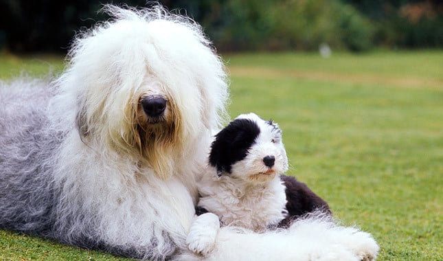 The 20 Worst Dog Breeds For Shedding