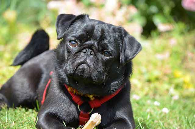 Seven Things You Didn’t Know about the Black Pug