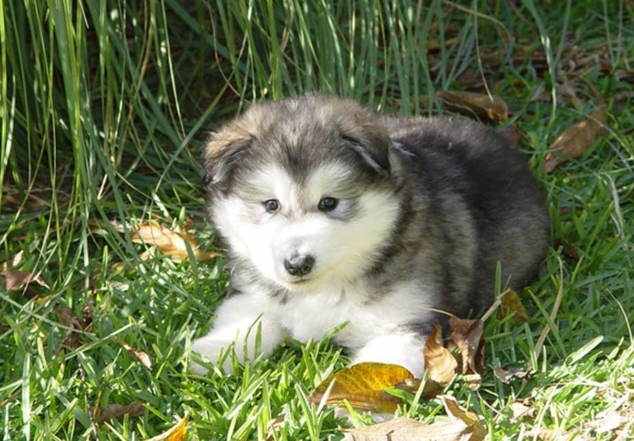 The Cutest Alaskan Malamute Puppies Videos of 2017