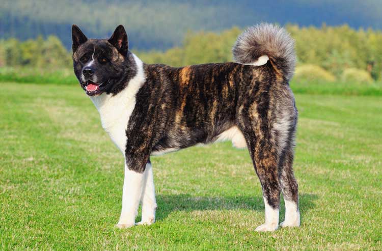 20 Cool Facts You Didn’t Know About the American Akita