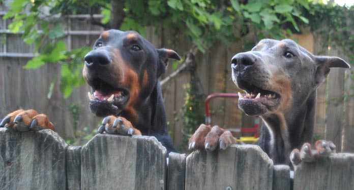 7 Things You Didn’t Know about the Blue Doberman Pinscher