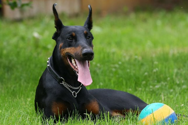 Five Questions You Should Ask at a Doberman Rescue