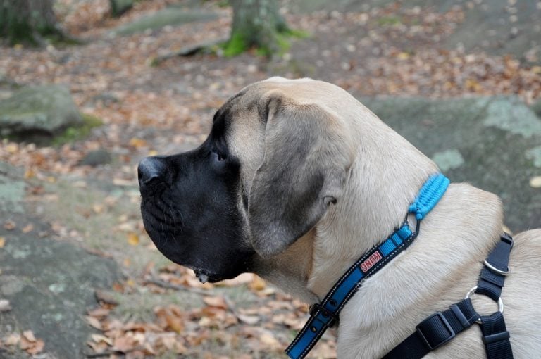 Seven Special Tips for Taking Care of English Mastiff Puppies