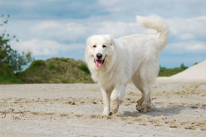 great pyrenees allergies