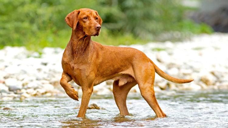 are vizslas good guard dogs