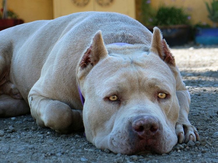 20 Facts You Didn't Know About Pit Bulls