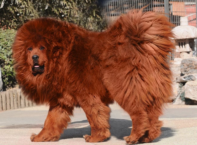 Seven Things You Didn’t Know about the Red Tibetan Mastiff