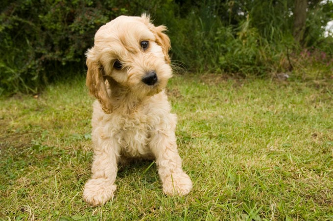 Special Tips for Taking Care of Cockapoo Puppies