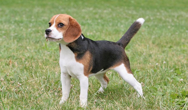 20 Things Only Beagle Owners Would Understand