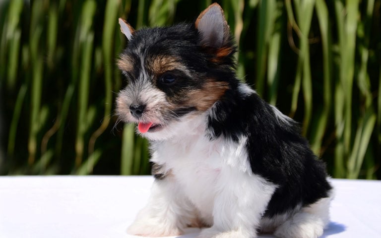 7 Things You Didn’t Know about the Biewer Yorkie