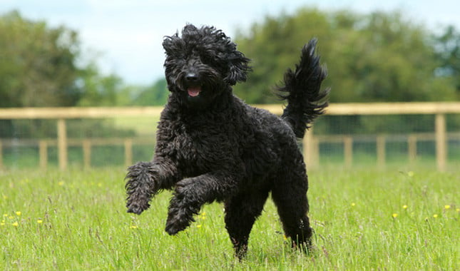 Black labradoodle