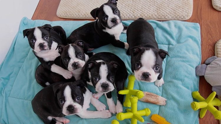 are boston terriers cuddly