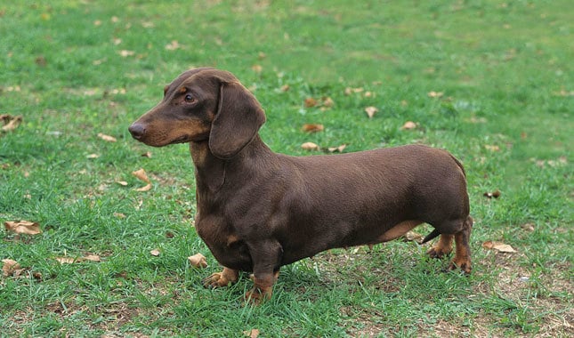 20 Things Only Dachshund Owners Would Understand