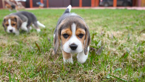 7 Things You Didn’t Know about the Miniature Beagle