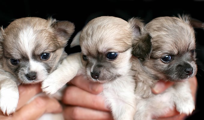 autism friendly small dog breeds