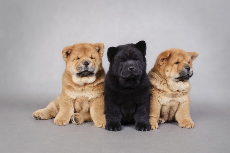 The Cutest Chow Chow Videos of 2017